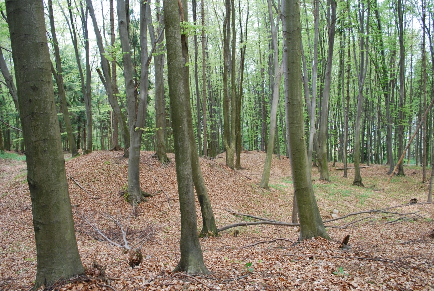Abbildung 1: Tumuli am Wildoner Buchkogel (Foto: S. Tiefengraber, 2012)