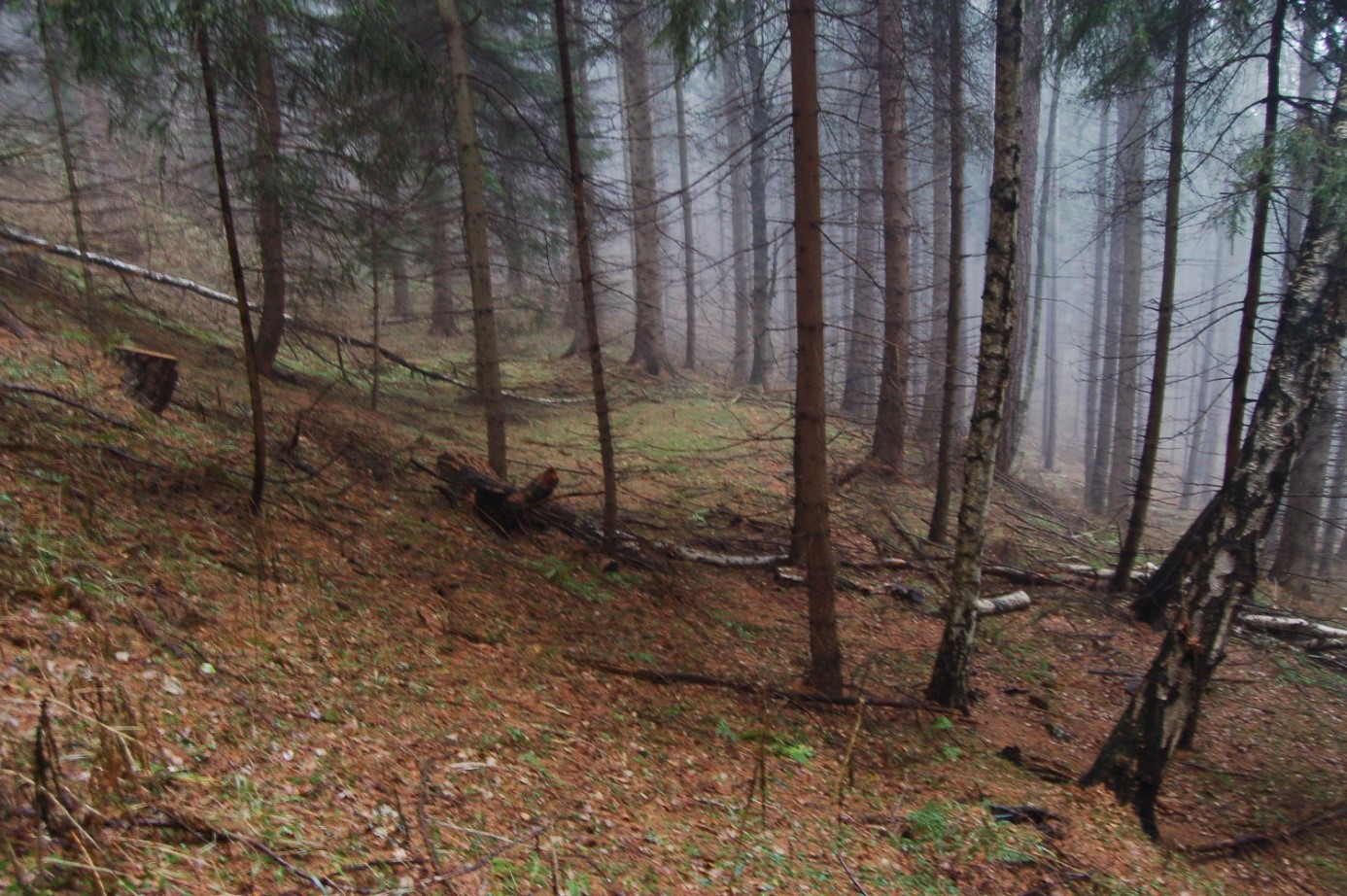 Abbildung 4: Hallstattzeitliche Siedlungsterrassen am Falkenberg (Foto: S. Tiefengraber, 2012)