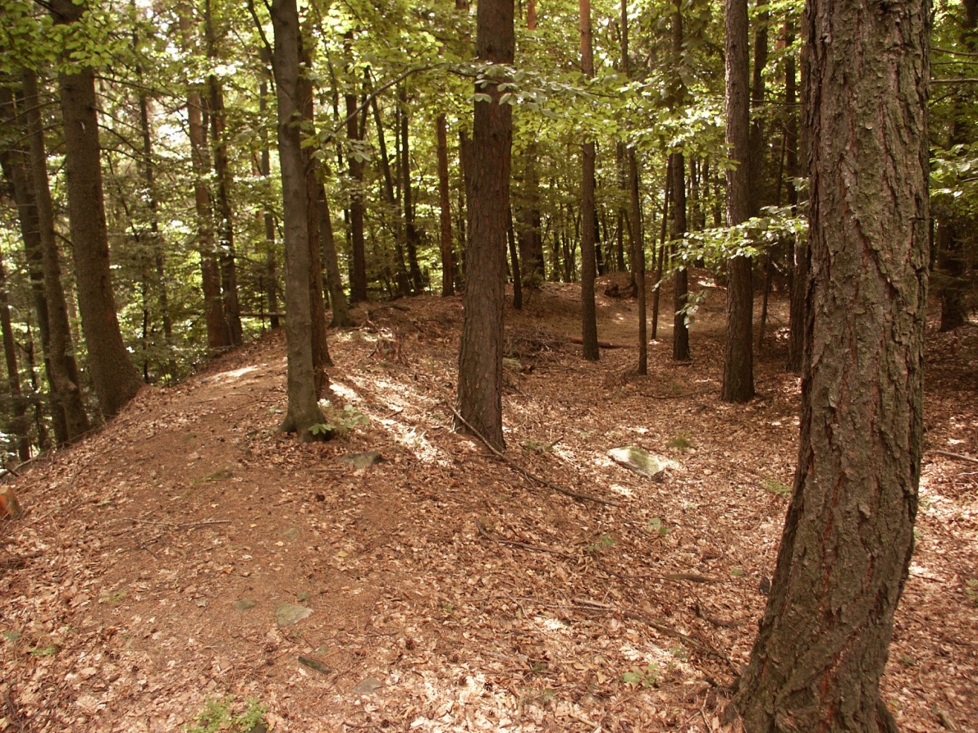 Abbildung 9: Wallanlage am Ringkogel bei Hartberg (Foto: F. Bellitti)