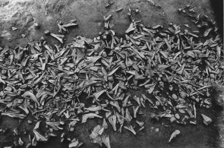 Abbildung 11: Tierknochenschicht im Graben des Heiligtumes am Frauenberg bei Leibnitz (Foto: BDA, Archiv Abteilung Archäologie, G. Pachler)