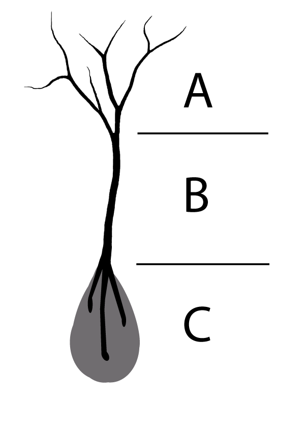 Abb. 2: Schematische Darstellung einer Mure A: Ausgangsgebiet (unbewaldeter Steilhang, Abtragung),ts  B: Murenbahn (Wildbachbett, rasche Abwärbewegung),  C: Hangfuß (schwarz: Schuttzungen, grau: Murkegel,  Ablagerung); eigener Entwurf