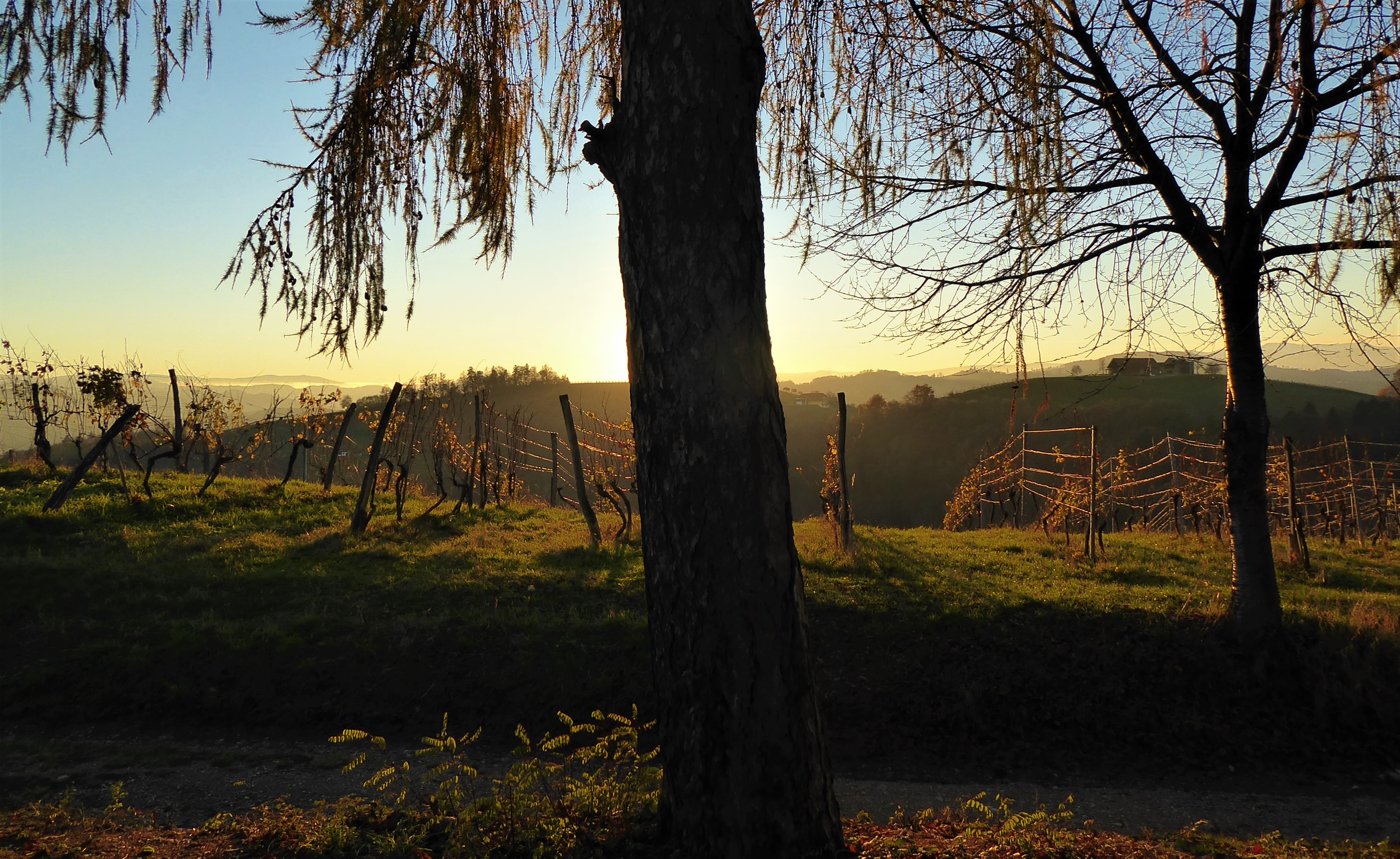 Bäume, Weingärten und Hügel im Südsteirischen Weinland. (Foto: M. Lieb)