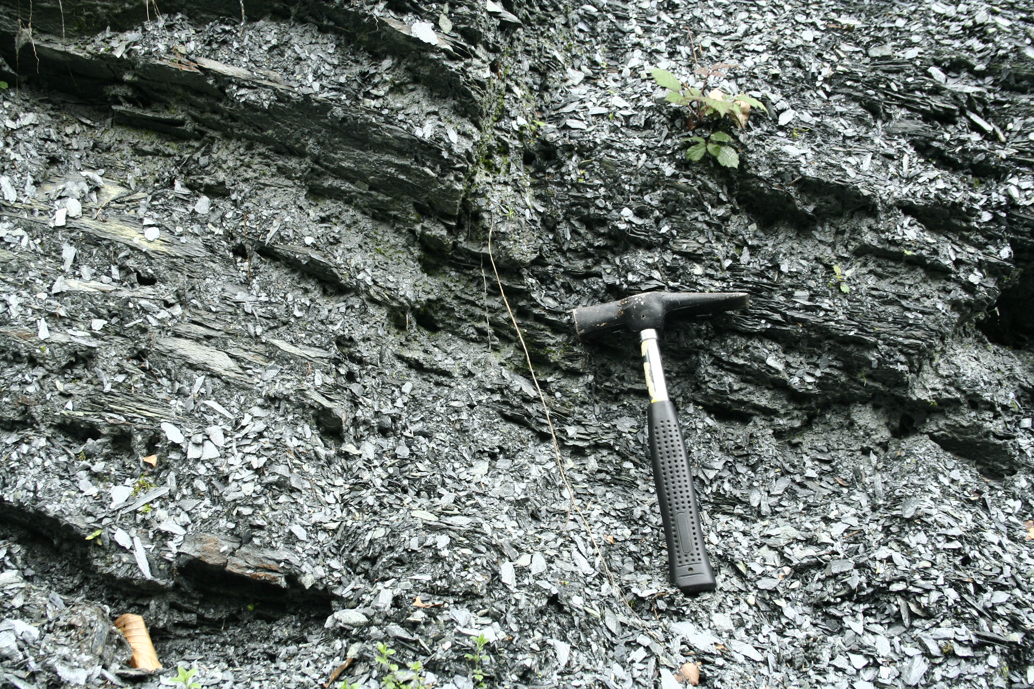 Dünnblättriger Grauwackenschiefer aus der Nähe von Admont (Foto: C. Bauer)
