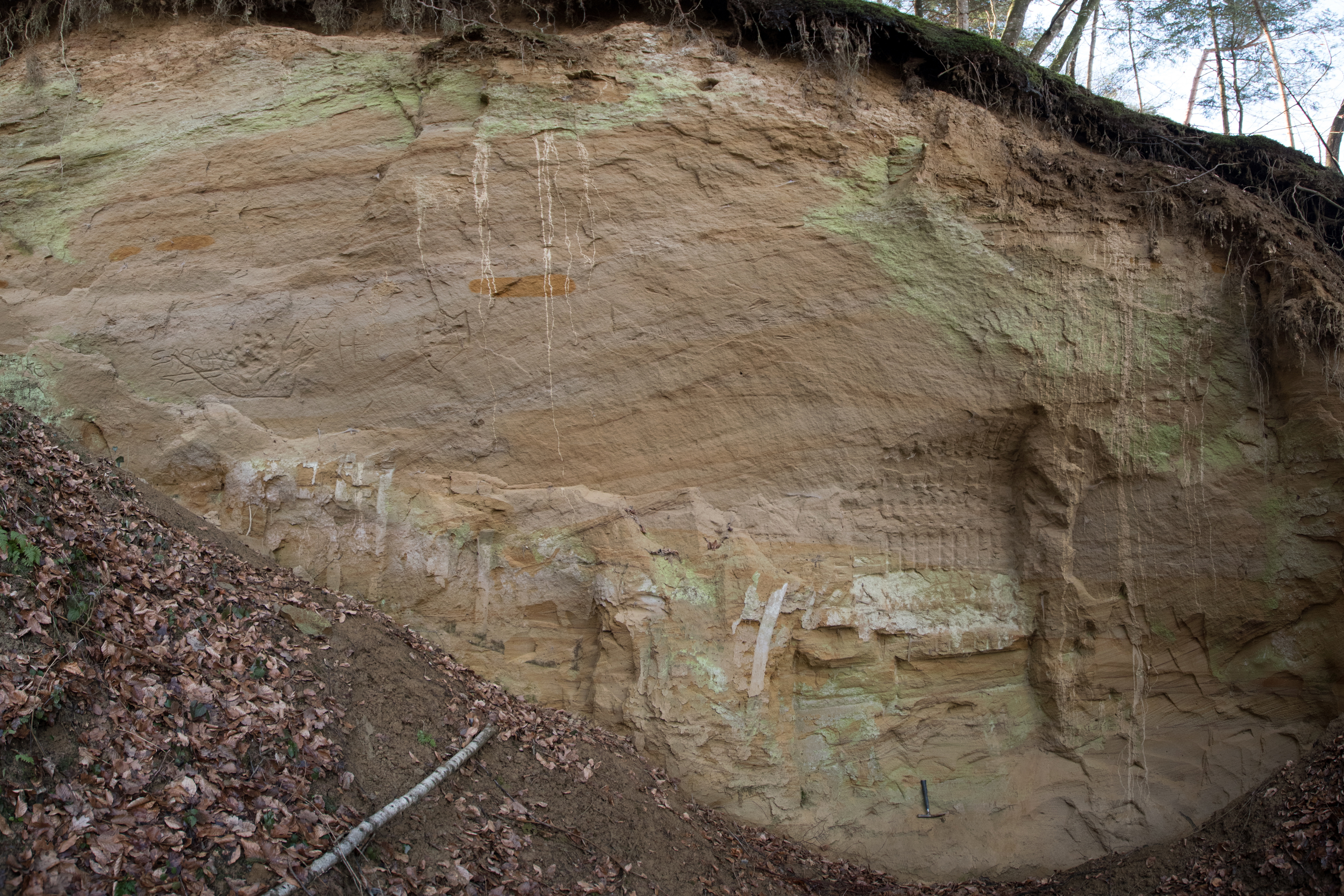 Sand in der Nähe von Feldbach als Beispiel eines neogenen Lockersediments (Foto: C. Bauer)