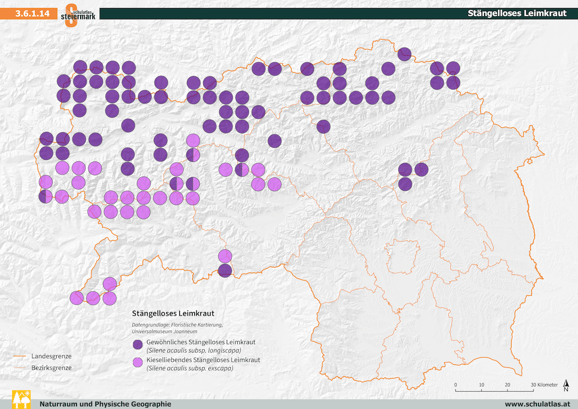 Stängelloses Leimkraut