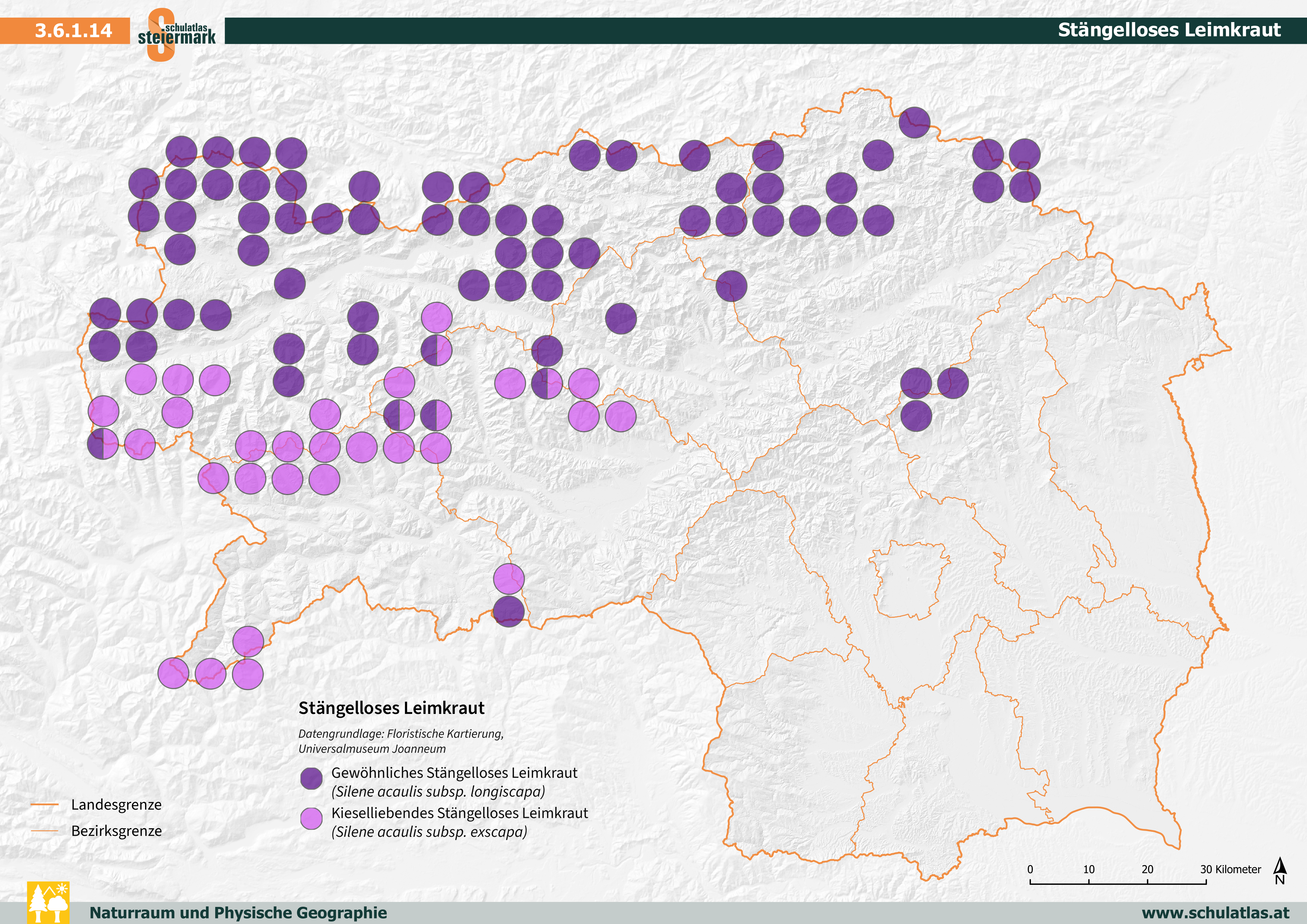 Stängelloses Leimkraut